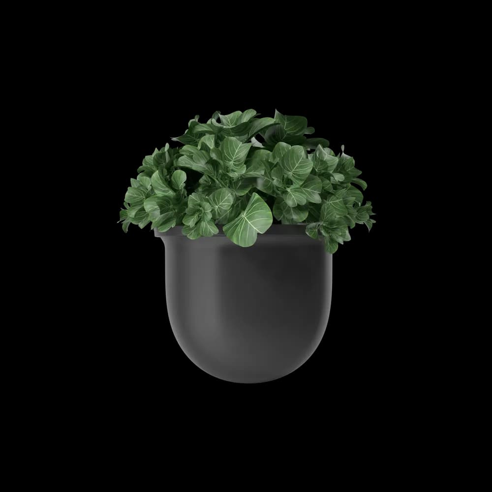 Plant Pot