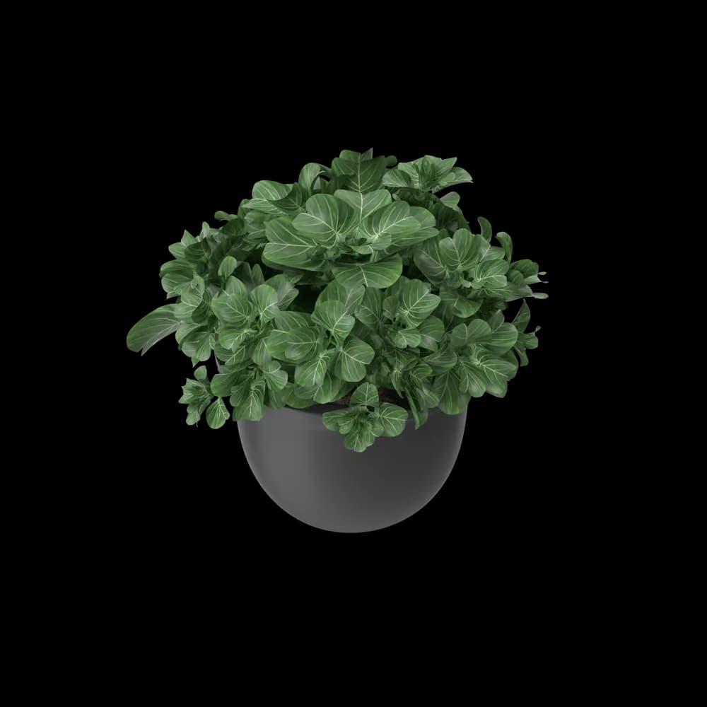 Plant Pot
