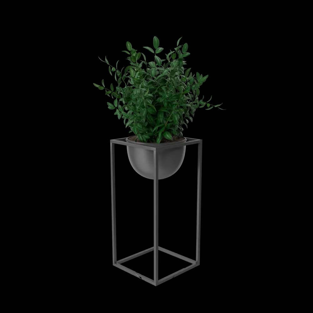 House Showpiece Plant